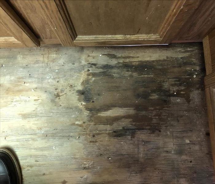 Mold from water leak